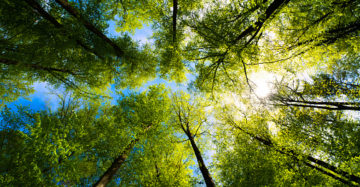 a view up into the trees direction sky
